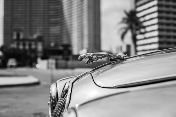 Kasyno Loyal Bet Aplikacja Android/iOS